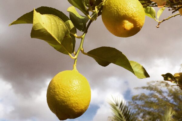 Buitendag 21 juni 2026